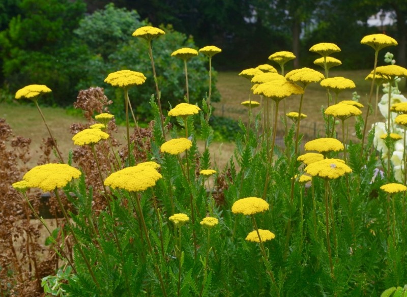 krwawnik wiązówkowaty