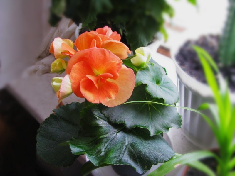begonia zimowa