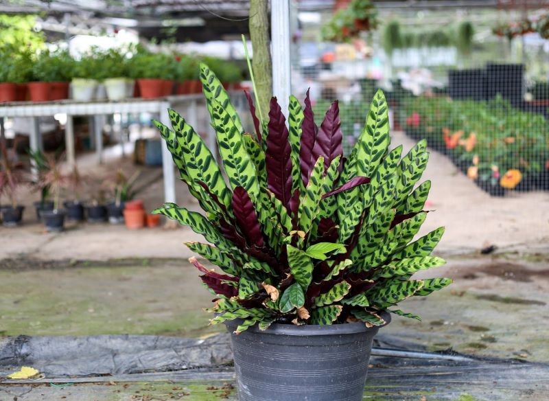 Kalatea lancetolistna zachwyca efektownymi liśćmi.