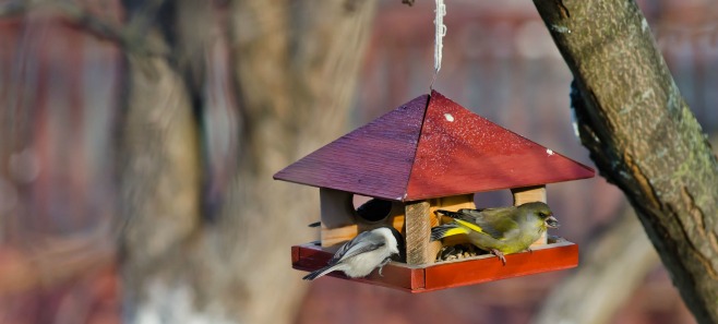 Ptasia stołówka - jak, kiedy i czym dokarmiać ptaki w zimowym ogrodzie?