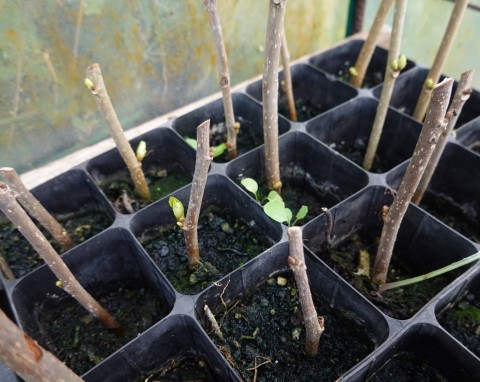 Te rośliny możesz rozmnożyć już w styczniu. Będziesz mieć darmowe sadzonki w ogrodzie