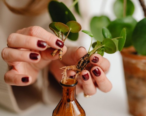 12 roślin doniczkowych, które łatwo rozmnożyć. Szybko się przyjmą i rozrosną