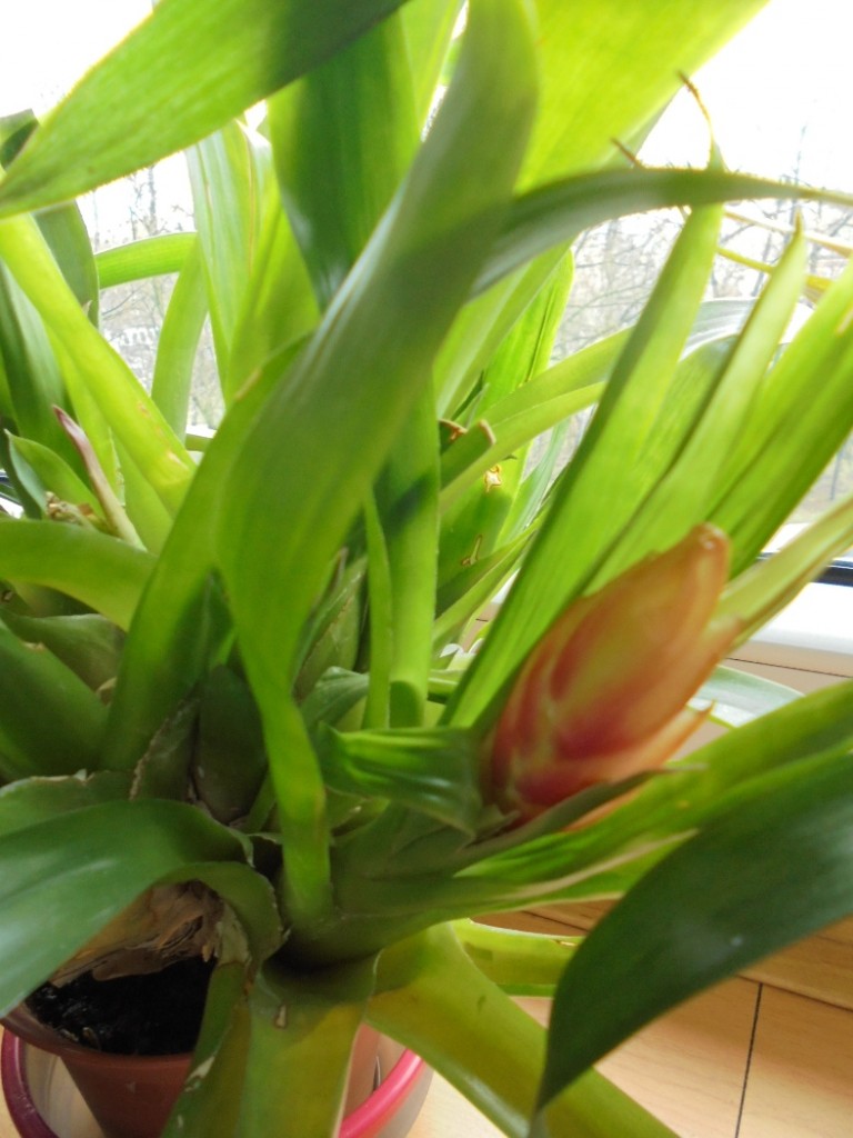 Pozostałe, BROMELIE  JAK  PTAKI - BROMELIA