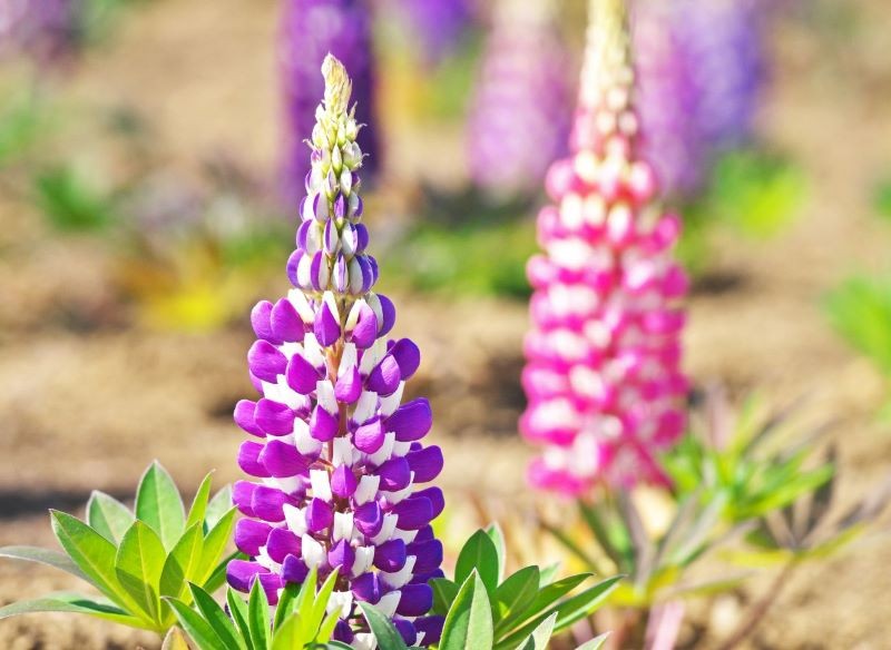 Kwiaty łubinu zebrane w długie, przypominające świece kwiatostany.