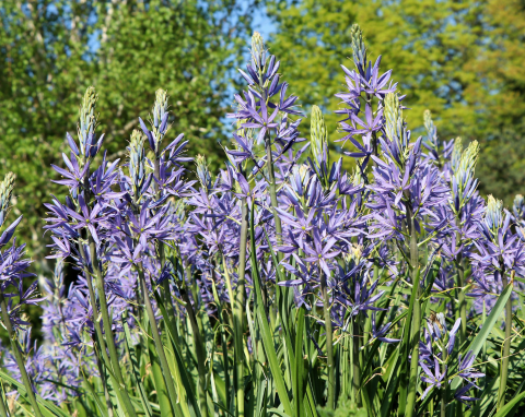 Posadź ją, zanim ziemię skuje mróz. O te niebieskie kwiaty będą cię wypytywać sąsiedzi
