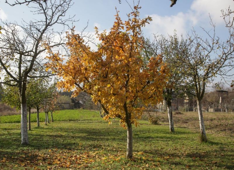 Nieszpułka zwyczajna zwykle jest drzewem, chociaż po odpowiednim przycięciu może mieć krzewiasty pokrój.