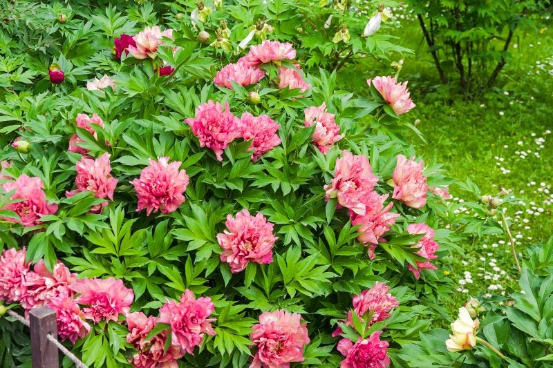 Piwonia drzewiasta może mieć pojedyncze, półpełne lub pełne kwiaty.