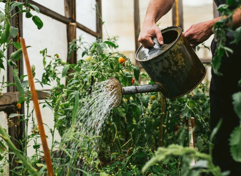 domowy nawóz do pomidorów 