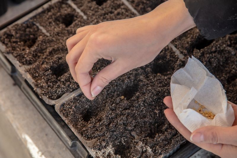 Do zaprawiania nasion w domu możemy wykorzystać jedną z czterech prostych metod.