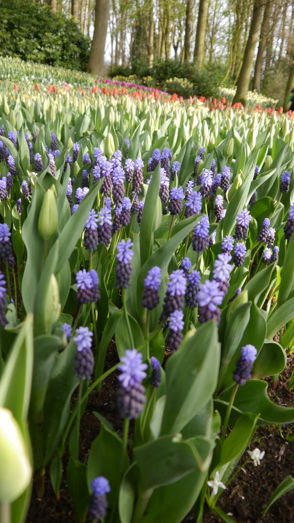 Pozostałe, Keukenhof