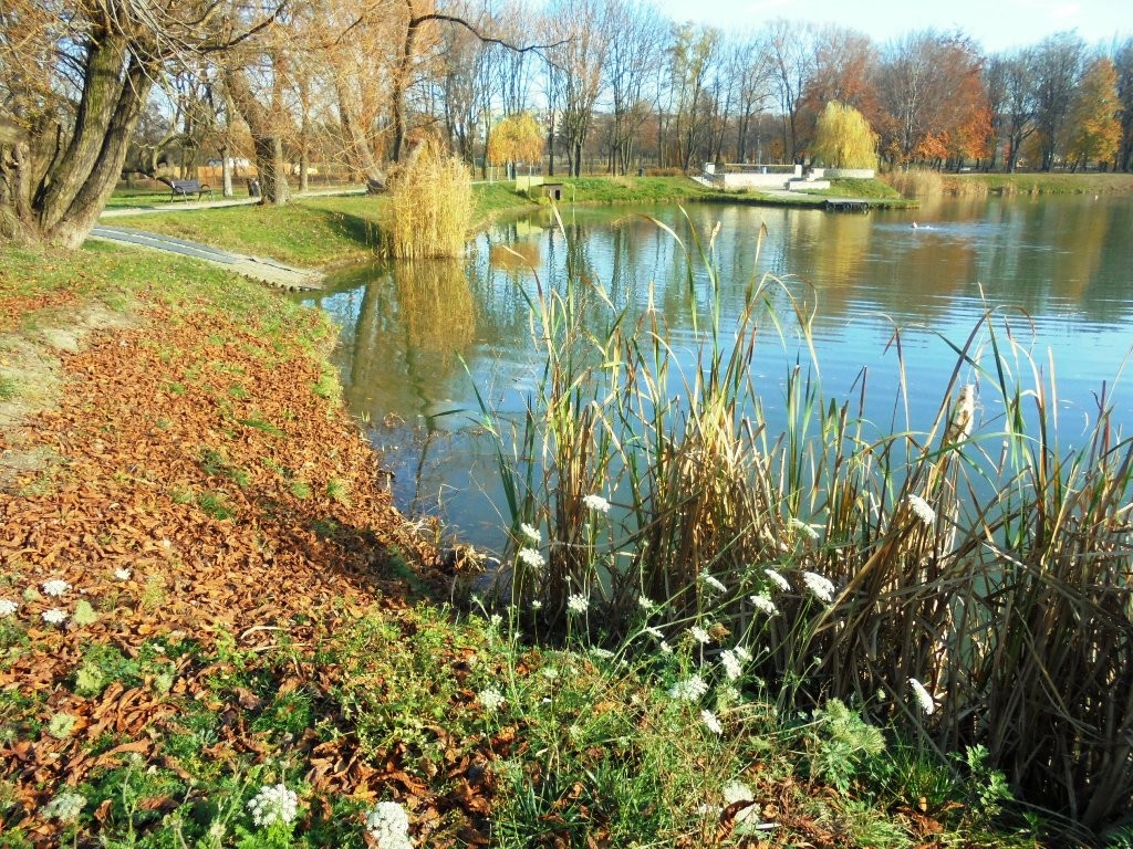 Rośliny, JESIEŃ  LŚNI  ZŁOCIŚCIE - Park Kachla Bytom