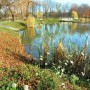 Rośliny, JESIEŃ  LŚNI  ZŁOCIŚCIE - Park Kachla Bytom