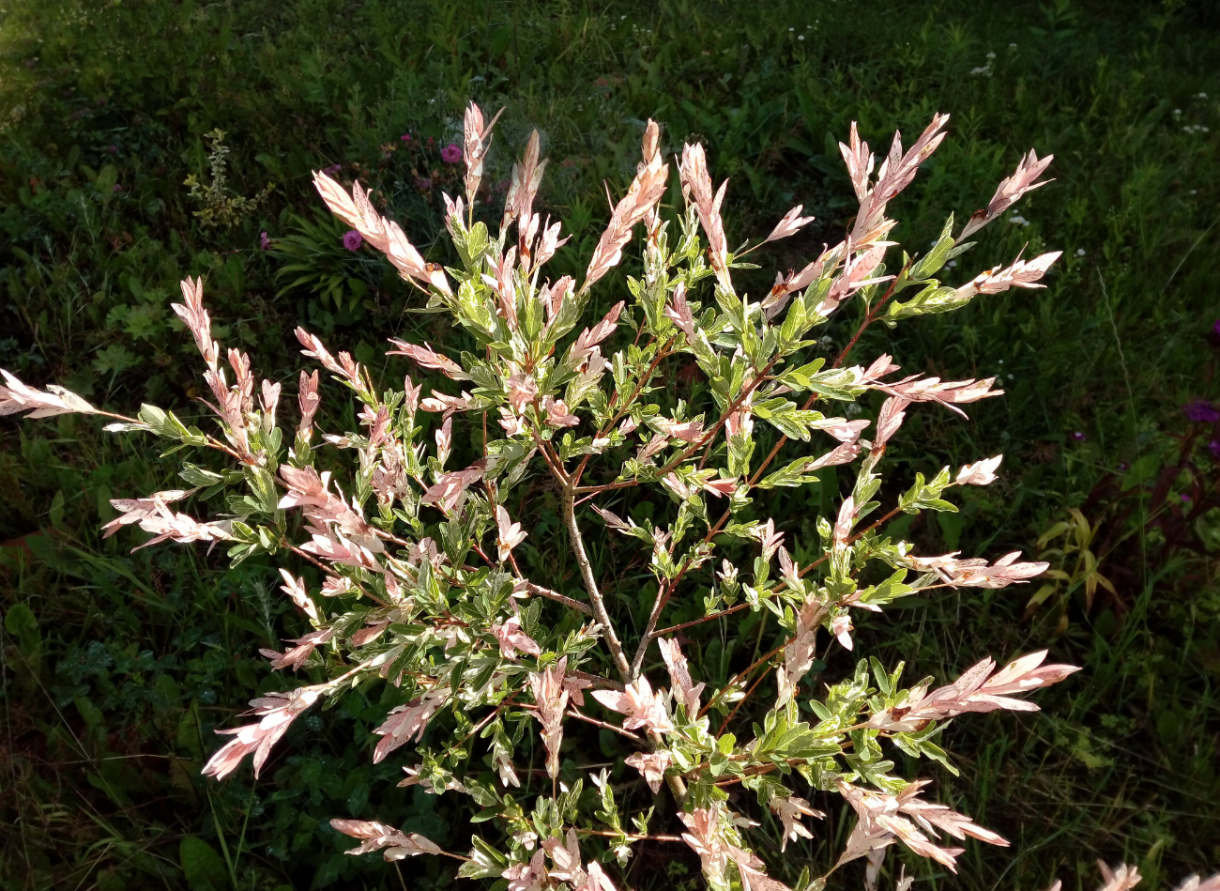 Rośliny, Drzewo flaminga - Wierzba japońska - drzewo flamingowe