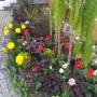 Pozostałe, Ogrodowe pstryki - Wiosenne  "kolorowe jarmarki " na frontowej :), a mialy byc rozne odcienie rozu :))
Pozdrawiam serdecznie :)