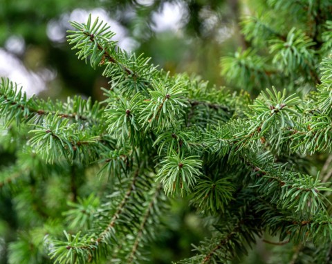 Daglezja zielona (Pseudotsuga menziesii, Pseudotsuga taxifolia)