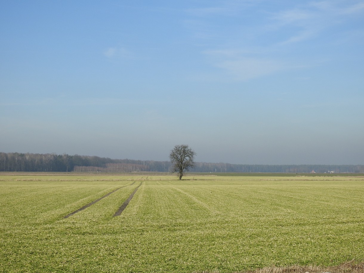 Leśne klimaty, PRZEBUDZENIE...