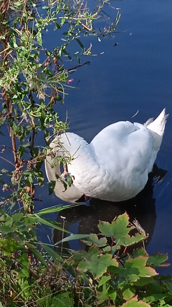 Pozostałe, FAUNA  PEŁNA UROKU