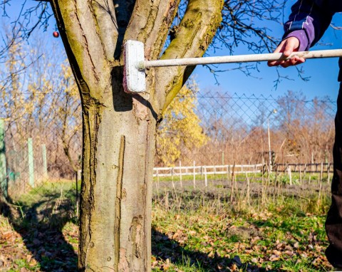 Porosty i mchy szybko znikną z drzew w ogrodzie. Rozwiązaniem jest prosty, bezpieczny płyn
