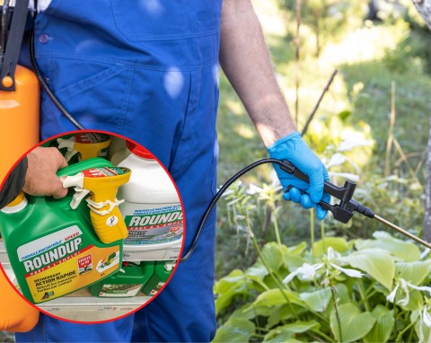 Popularny środek na chwasty w ogrodzie. Jak działa glifosat?