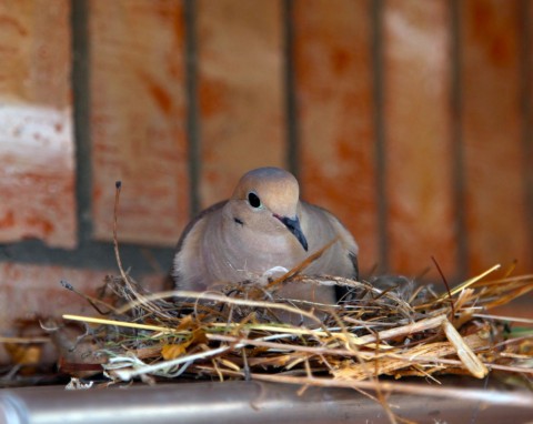 Co zrobić, gdy gołębie założyły gniazdo na balkonie? Masz tylko dwie możliwości