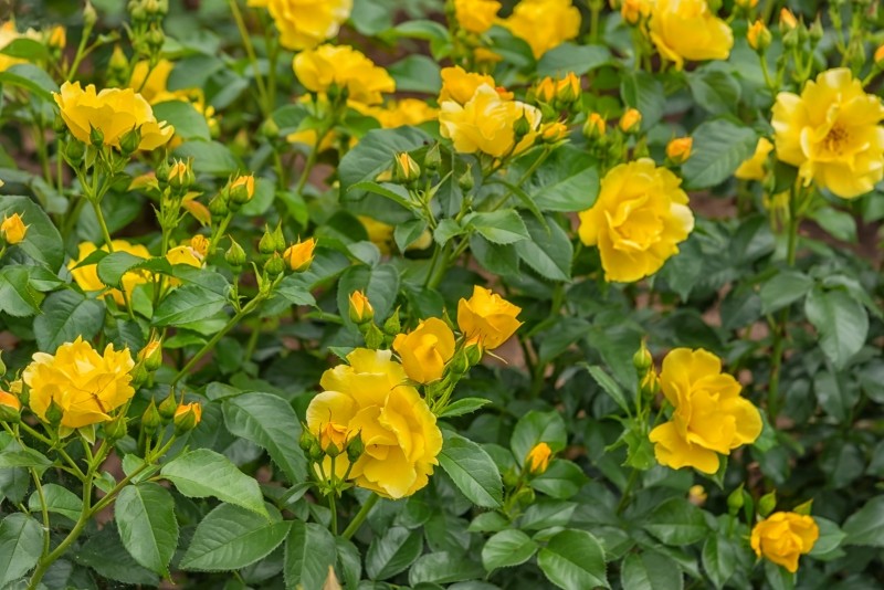 róże odporne na suszę