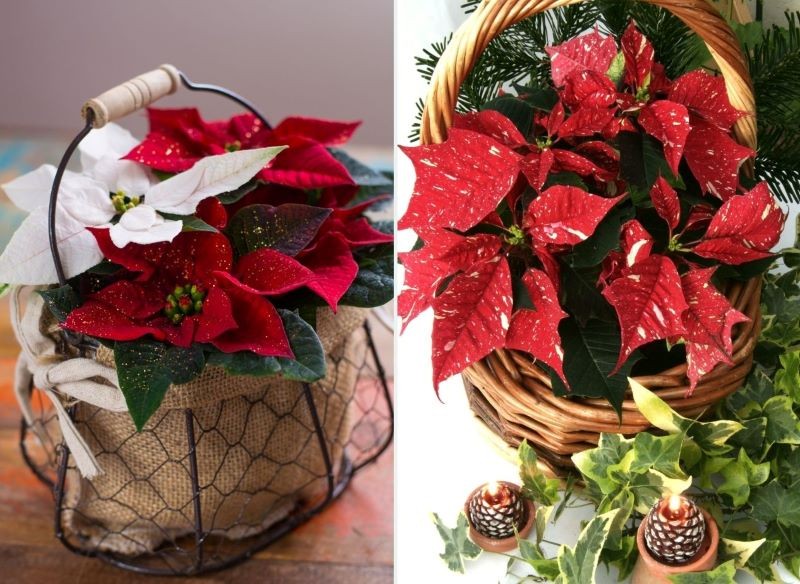 Nawet zwykły koszyk z gwiazdą betlejemską może robić wrażenie.