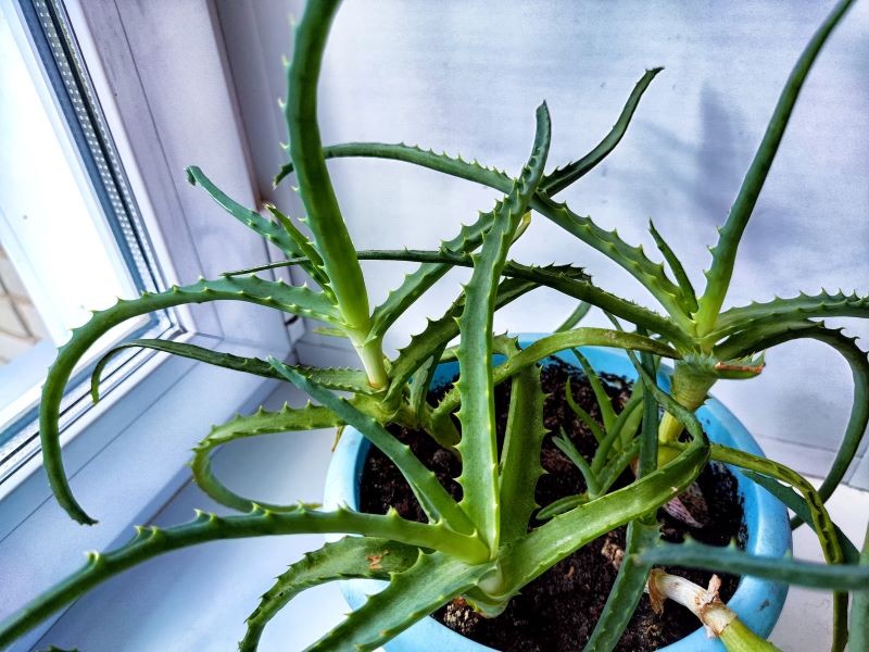 Aloes może zakwitnąć, ale dopiero po kilku latach uprawy.