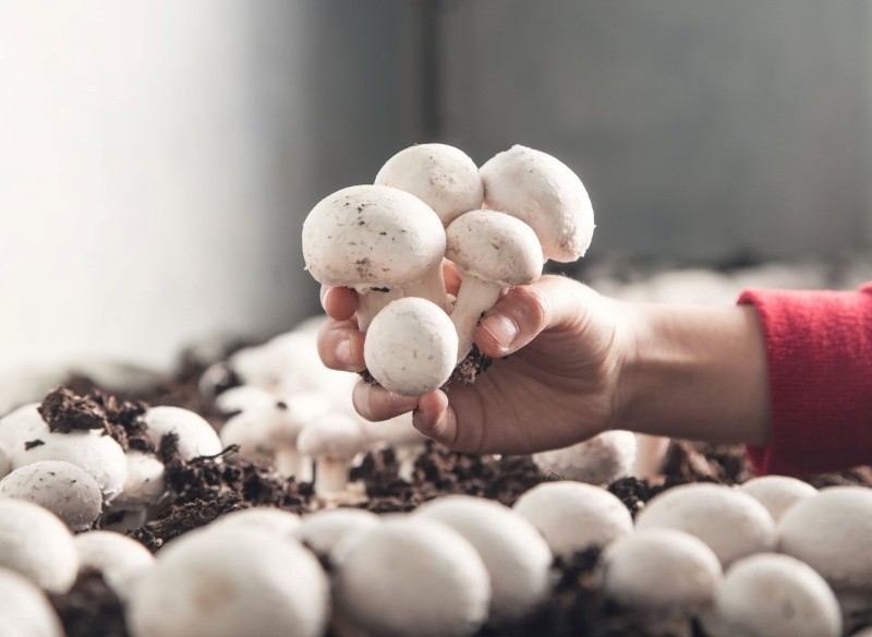 uprawa pieczarek w domu