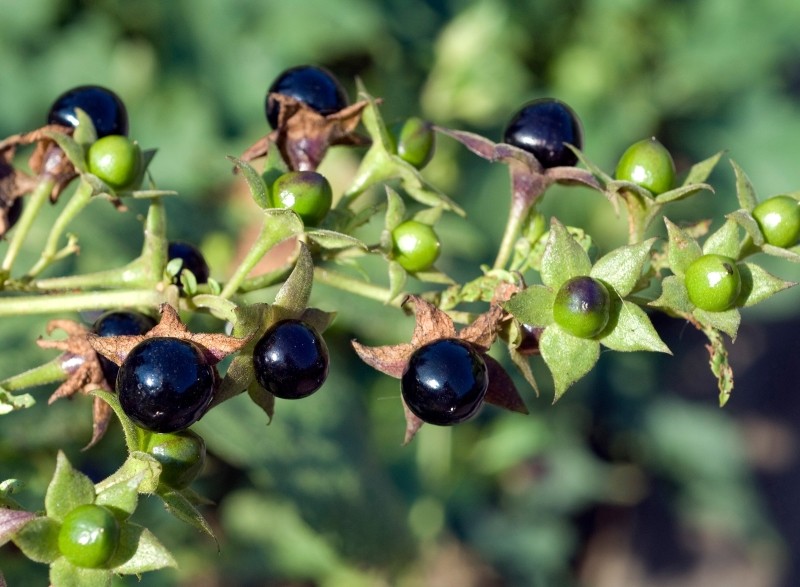 Atropa Belladonna