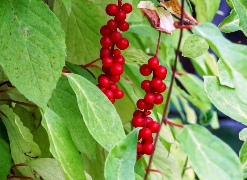Cytryniec chiński wydaje rubinowe owoce.