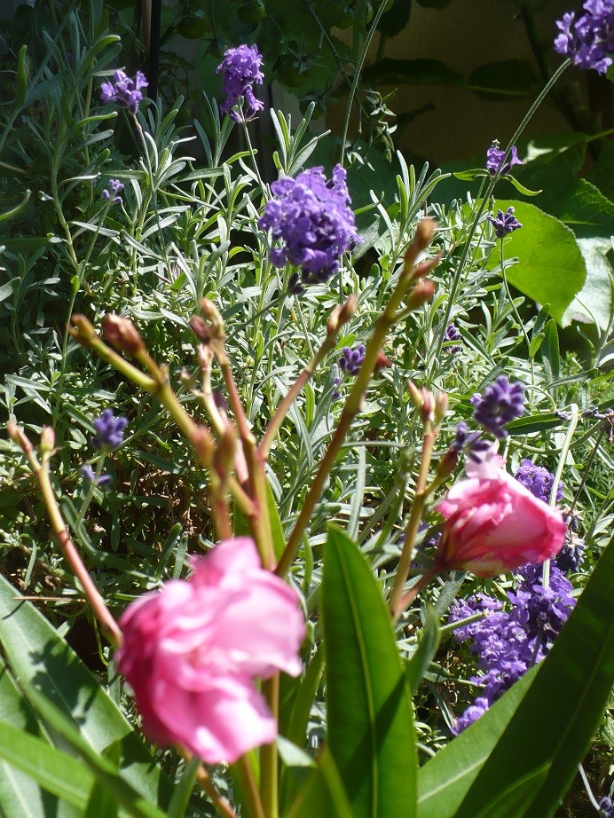 Pozostałe, Lipcowe ogrodowe fotki............... - ............wszystko kwitnie ,i lawenda, i oleander.............