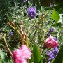 Pozostałe, Lipcowe ogrodowe fotki............... - ............wszystko kwitnie ,i lawenda, i oleander.............