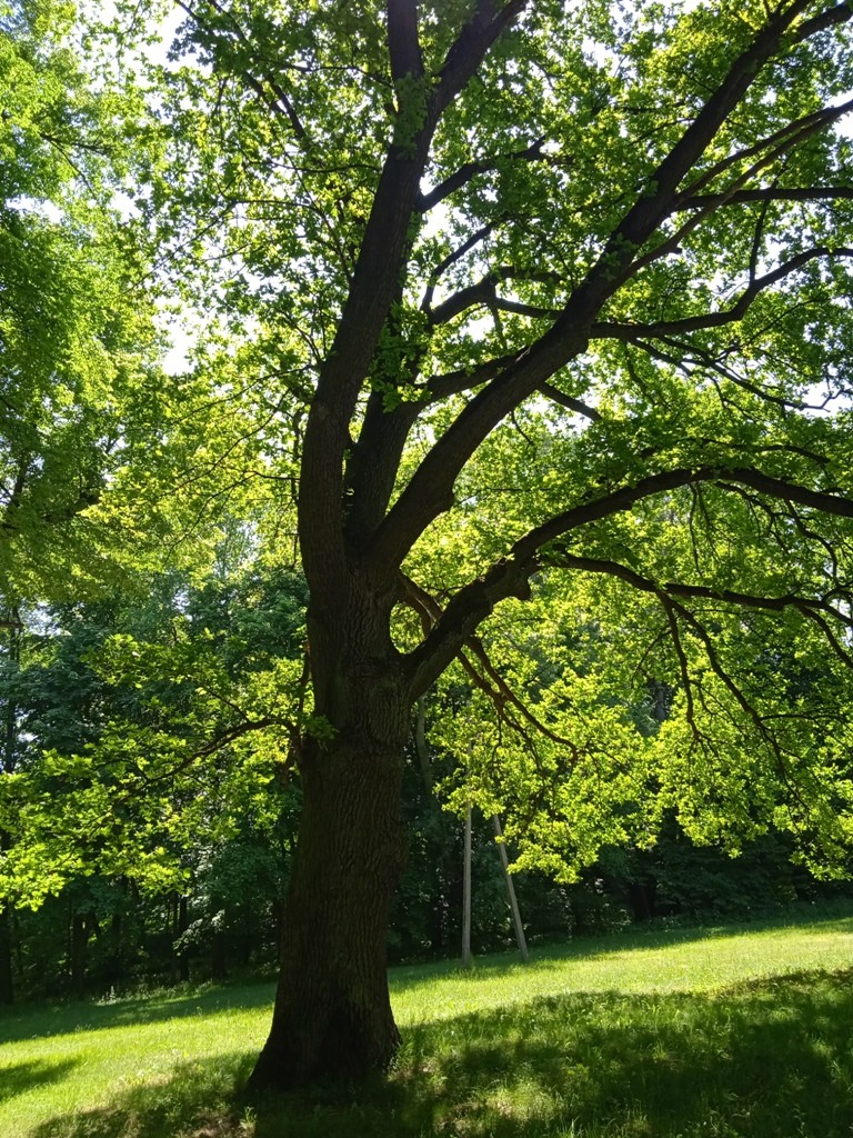 Podróże, WOKÓŁ PAŁACU RACZYŃSKICH