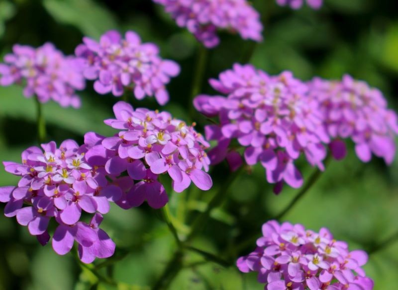 Niektóre odmiany ubiorka wiecznie zielonego mają fioletowe lub różowe kwiaty.