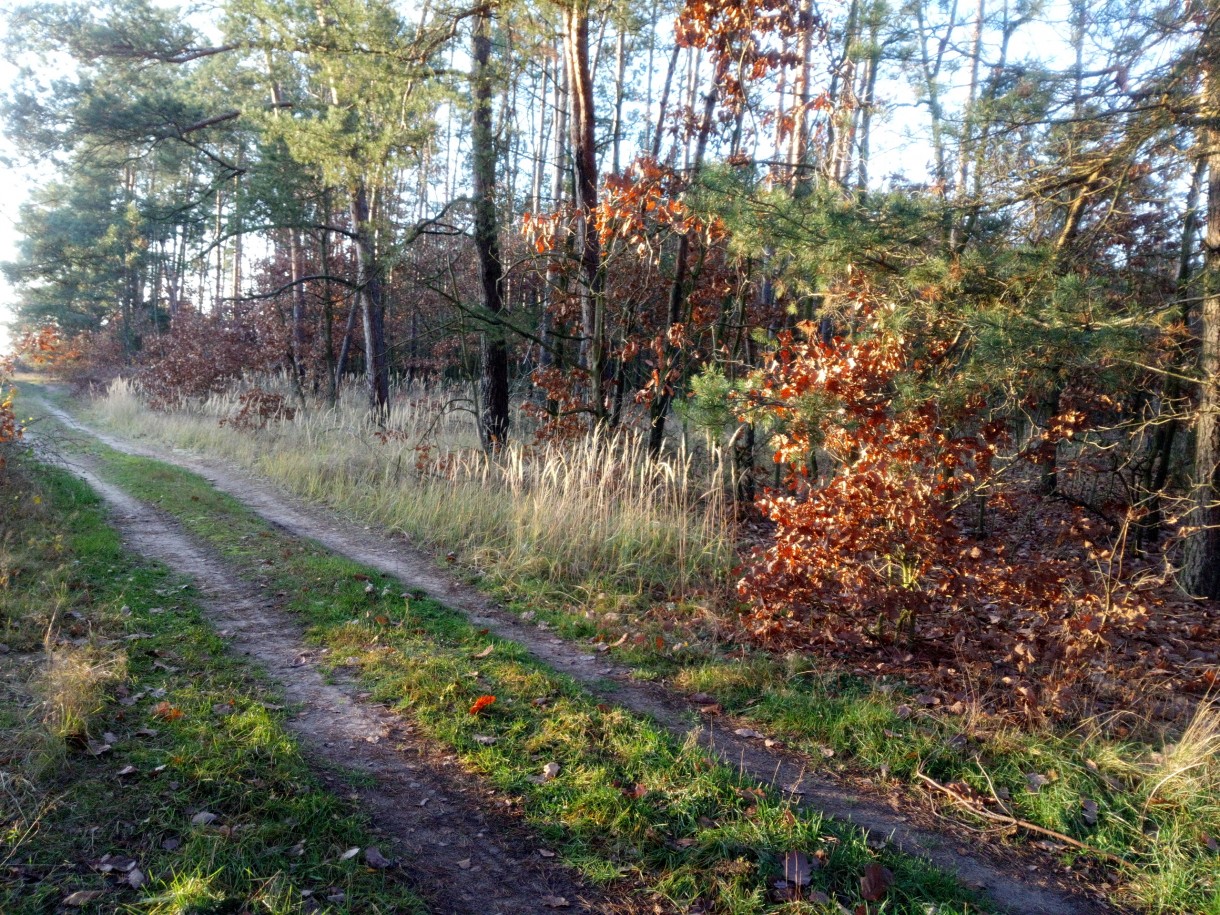 Leśne klimaty, Ostatnie dni prawdziwej jesieni