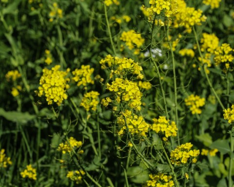 Gorczyca biała (Sinapis alba)