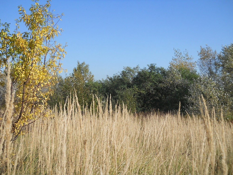 Pozostałe, Jesień.