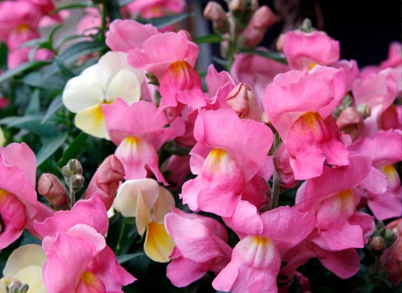 Wyżlin większy znany jest z oryginalnych kwiatów.