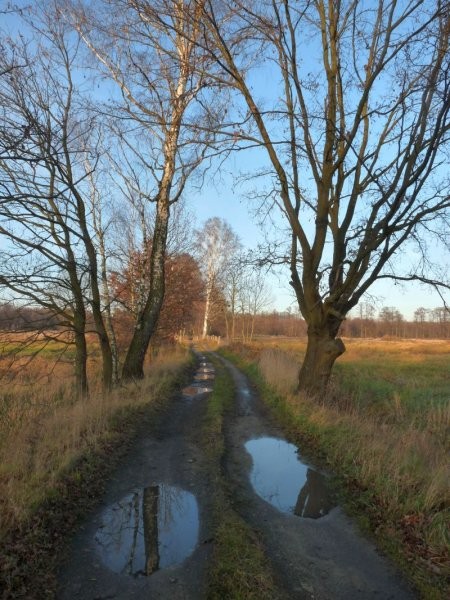 Rośliny, Łąki za wsią