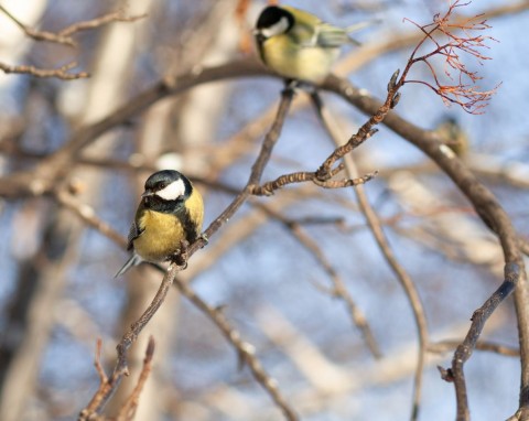 Co zrobić, żeby ptaki przylatywały do karmnika? Liczy się nie tylko, co im tam zostawisz