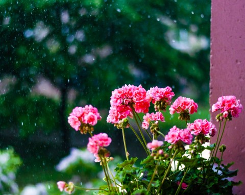Jak dbać o rośliny balkonowe w czasie deszczowych dni? Czy obrywać przekwitnięte kwiaty?