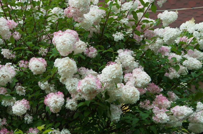 Tani domowy nawóz przedłuży kwitnienie hortensji.