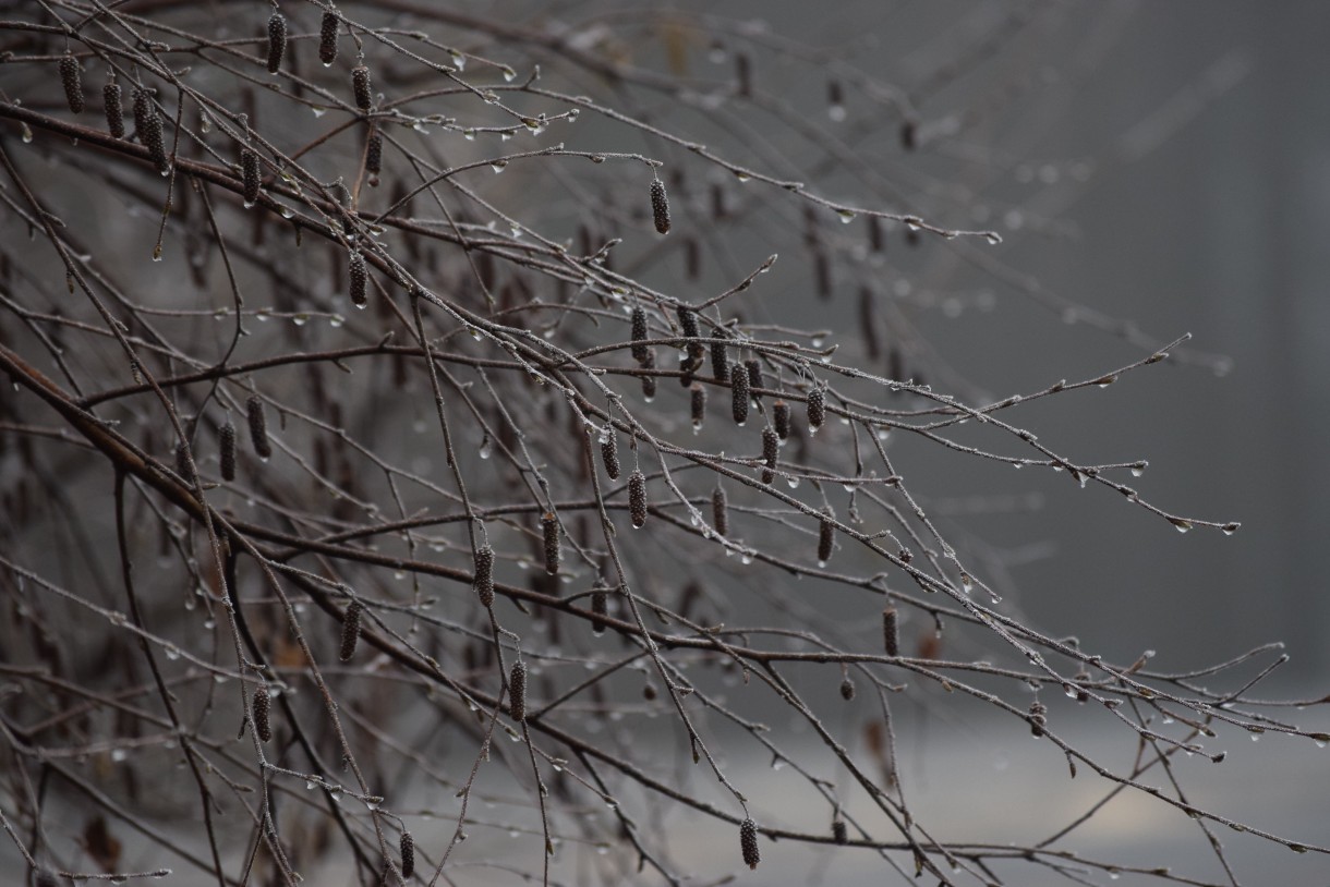 Leśne klimaty, WINTER ART ...