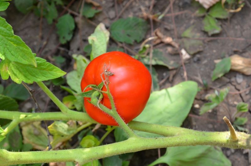 Niedobór magnezu u pomidorów zauważymy najpierw na najniżej położonych liściach.