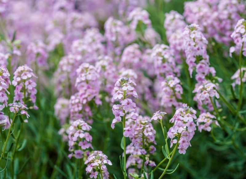 Skrzydlinka wielkokwiatowa to jeden z najpopularniejszych gatunków tej byliny.
