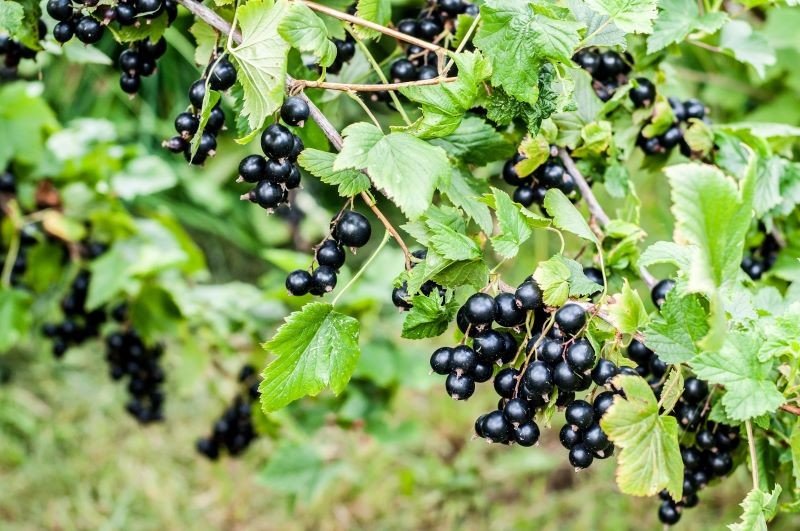 Porzeczkę najłatwiej rozmnożyć przez sadzonki zdrewniałe.