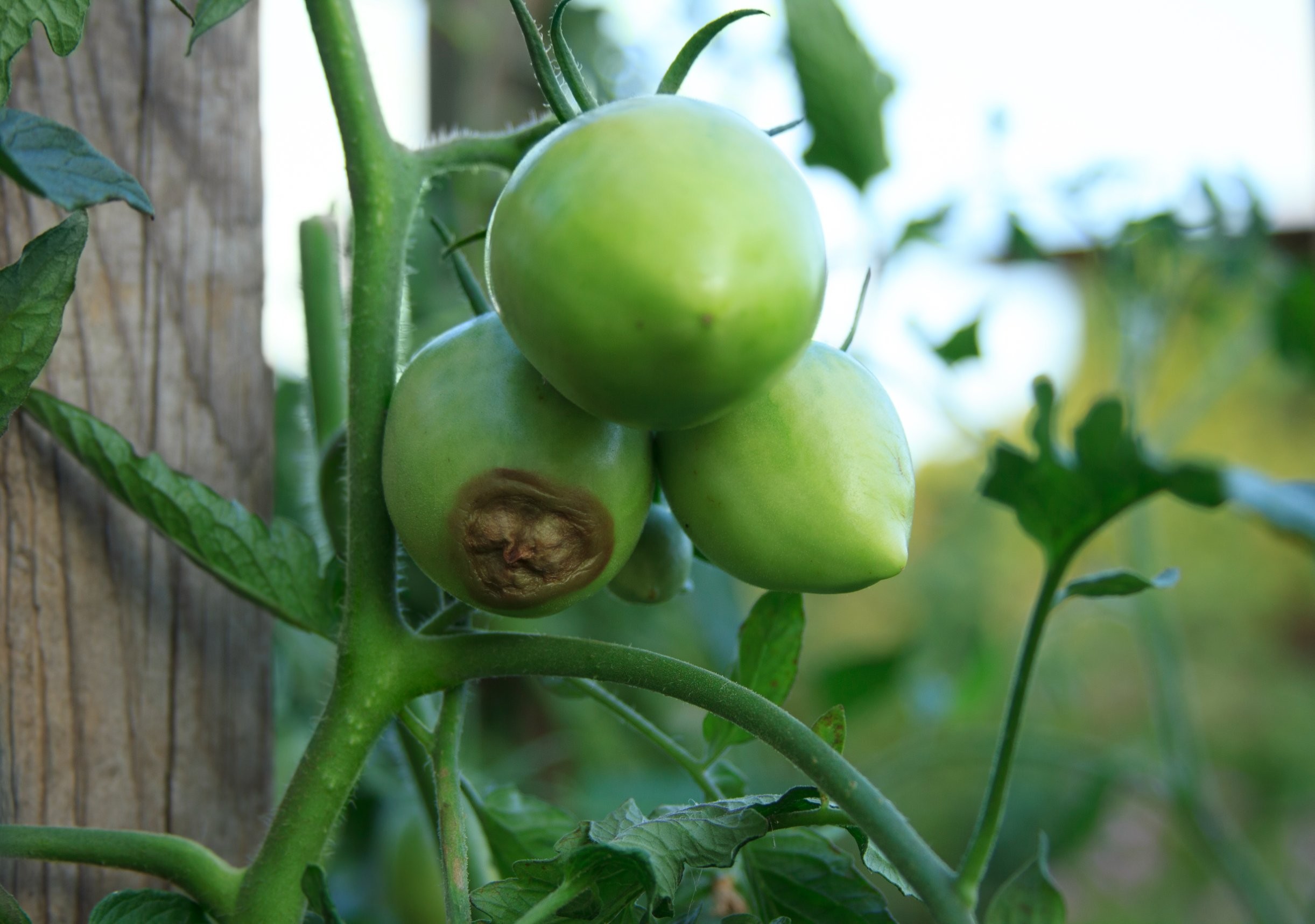 Sucha zgnilizna wierzchołkowa pomidorów – objawy