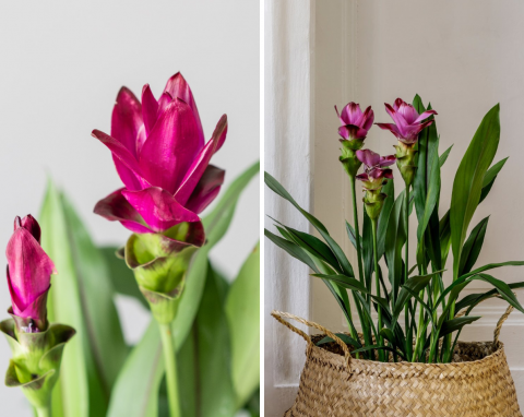Tropikalna piękność w twoim domu. Jak uprawiać kwiat kurkumy w doniczce?