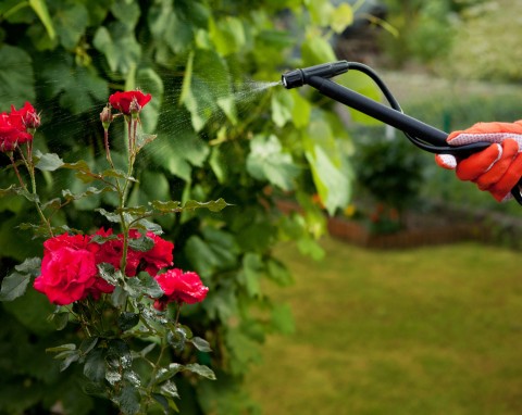 Prace ogrodnicze w sierpniu. Wysiewanie poplonów i pielęgnacja róż