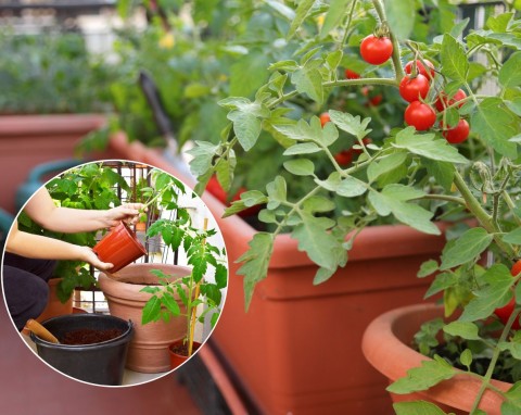 Uprawa pomidorów w donicach. Najlepsze odmiany, sadzenie, podlewanie i nawożenie
